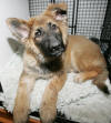 Dog Transport to Spain