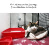 Pet Travel in Aberdeen