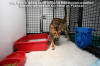 Pet Transport to France