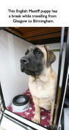 Pet Transport from Scotland